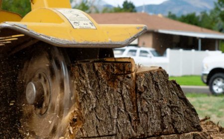 Stump Grinding: The Complete Guide to Removing Tree Stumps the Right Way