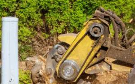 Stump Grinding: The Complete Guide to a Clean and Safe Landscape