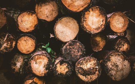 Blandved: Denmark’s Hidden Rural Gem You Need to Explore