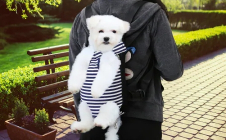 Why Every Pet Owner Needs a Dog Travel Suitcase