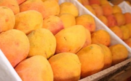 Why the Best Pakistani Mangoes Online Are a Summer Favorite