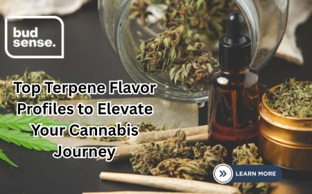 Top Terpene Flavor Profiles to Elevate Your Cannabis Journey