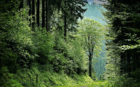 Pushpagiri Wildlife Sanctuary: A Paradise for Nature Lovers