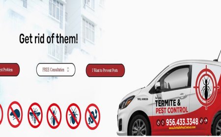 Termite Prevention 101: How to Protect Your Home from Silent Destroyers