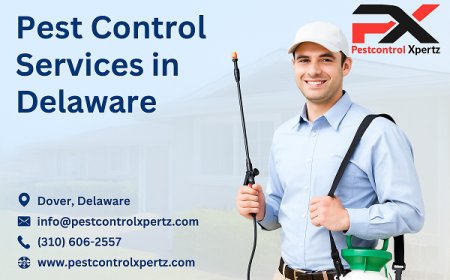 Affordable Pest Control in Glasgow: Solutions That Fit Every Budget