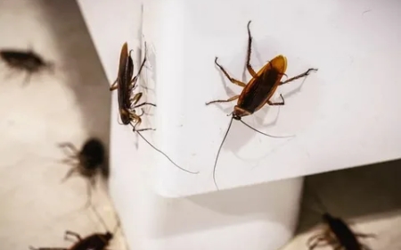 Silent Invaders No More: Effective Mice Control Solutions in Brampton