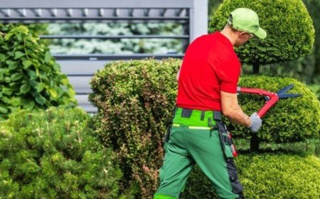 Simple Tips for Choosing the Right Tree Trimming Service