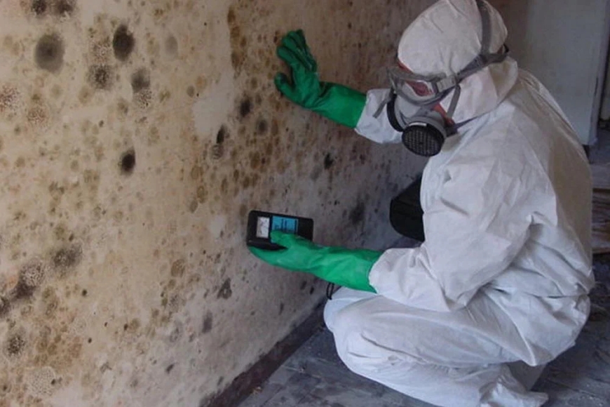 Comprehensive Guide to Mold Remediation and Pack Out Services in Ventura