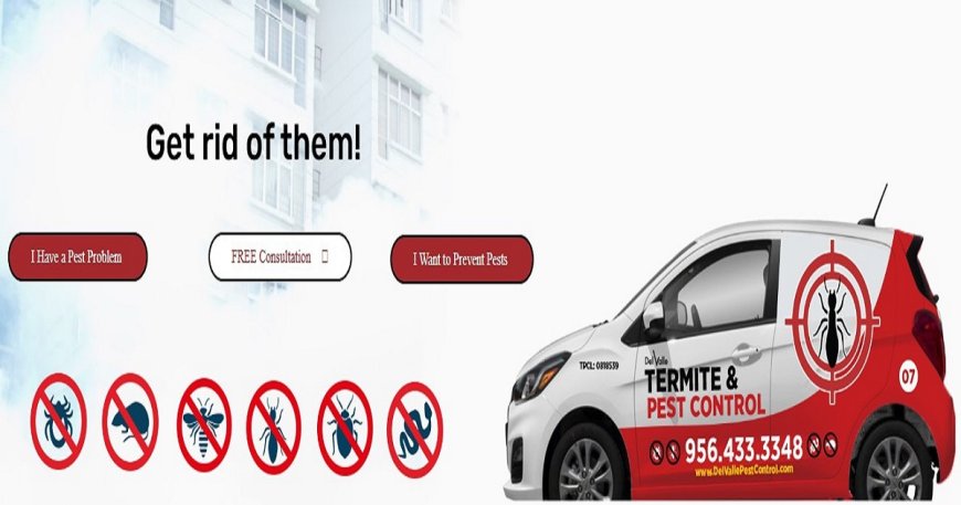 Termite Prevention 101: How to Protect Your Home from Silent Destroyers