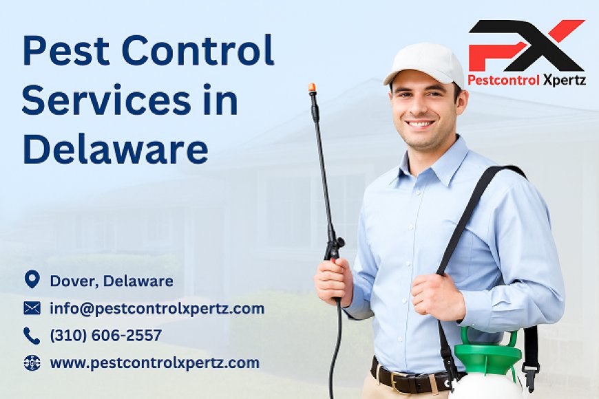 Affordable Pest Control in Glasgow: Solutions That Fit Every Budget