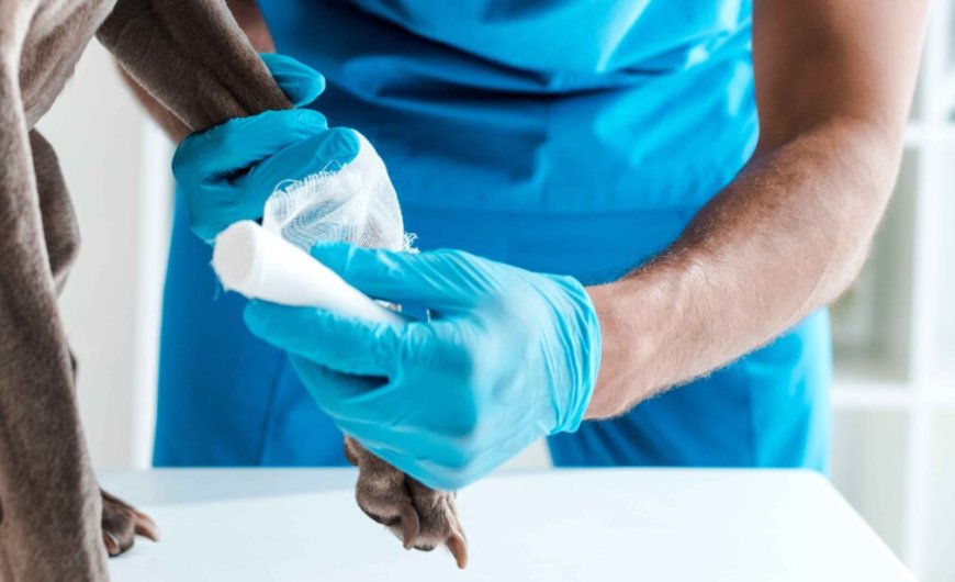 Holiday & Weekend Pet Emergencies: Why After-Hours Veterinary Care Is a Lifesaver