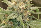 Why Growers Prefer Feminized Cannabis Seeds