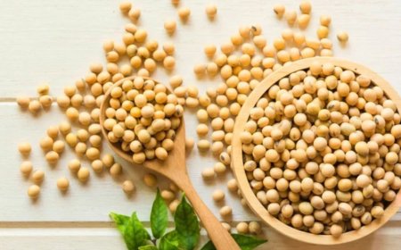 Best Soyabean Brands & Dealers in India – Shop Now!