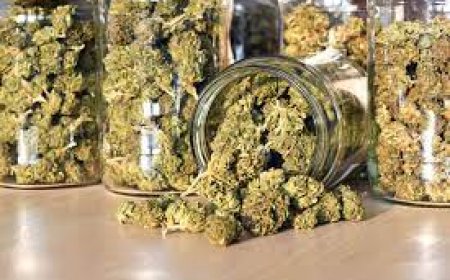 Why Choose the Leading DC Dispensary for Your Needs?