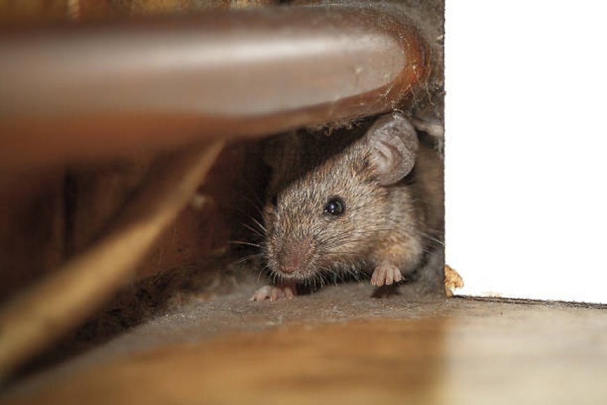 Effective Rodent Control Solutions for Melbourne’s Suburban Homes